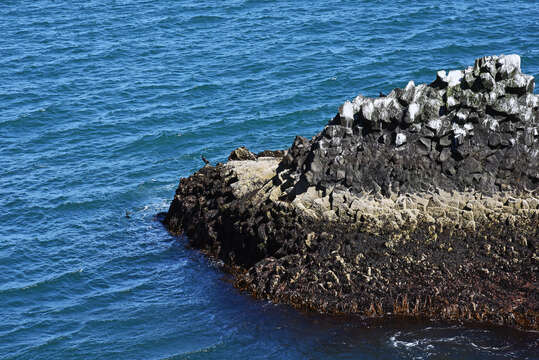 Image of Black Shag