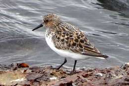 Image of Calidris alba alba (Pallas 1764)