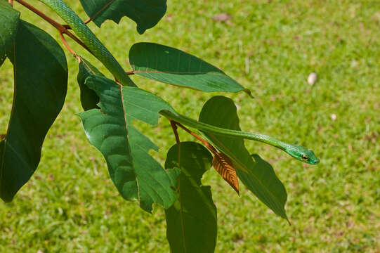 Image of Green Parrot Snake