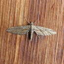 Image of Eupithecia acutipennis Hulst 1898