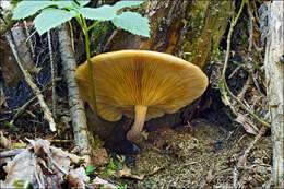 Image of Gymnopilus penetrans (Fr.) Murrill 1912