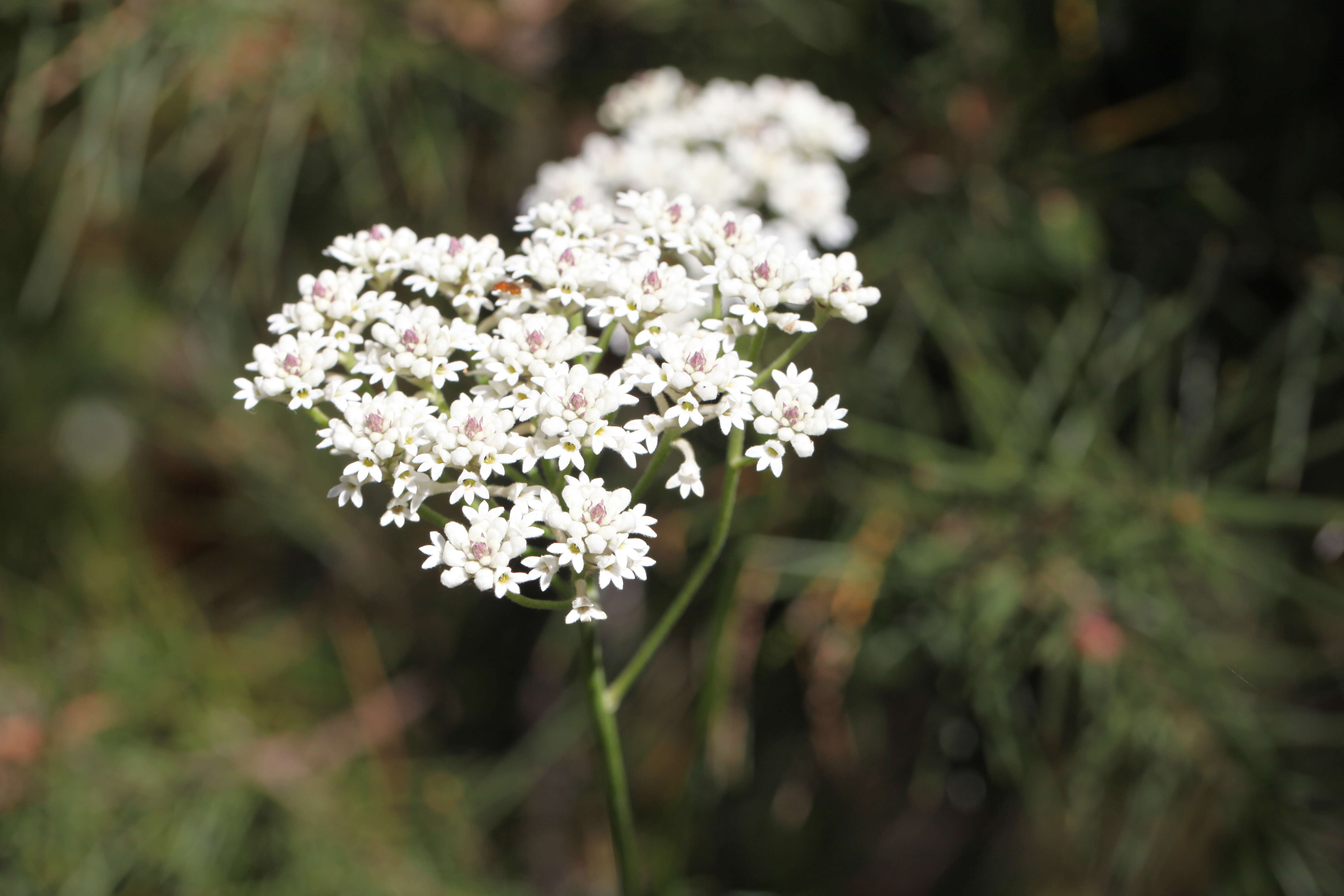 Conospermum longifolium