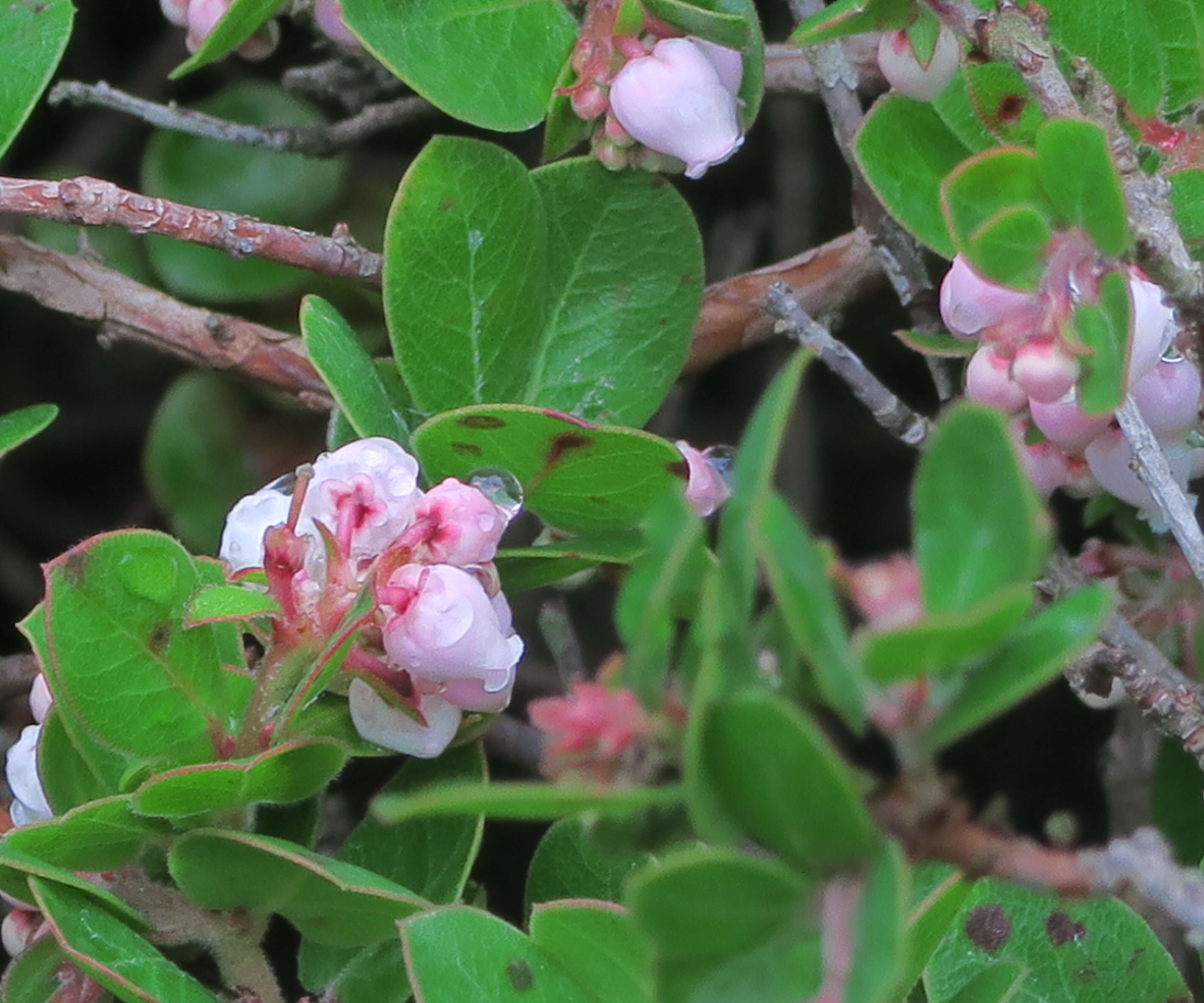 Image of Little Sur manzanita