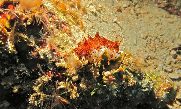 Image of Orange edged ridged black slug