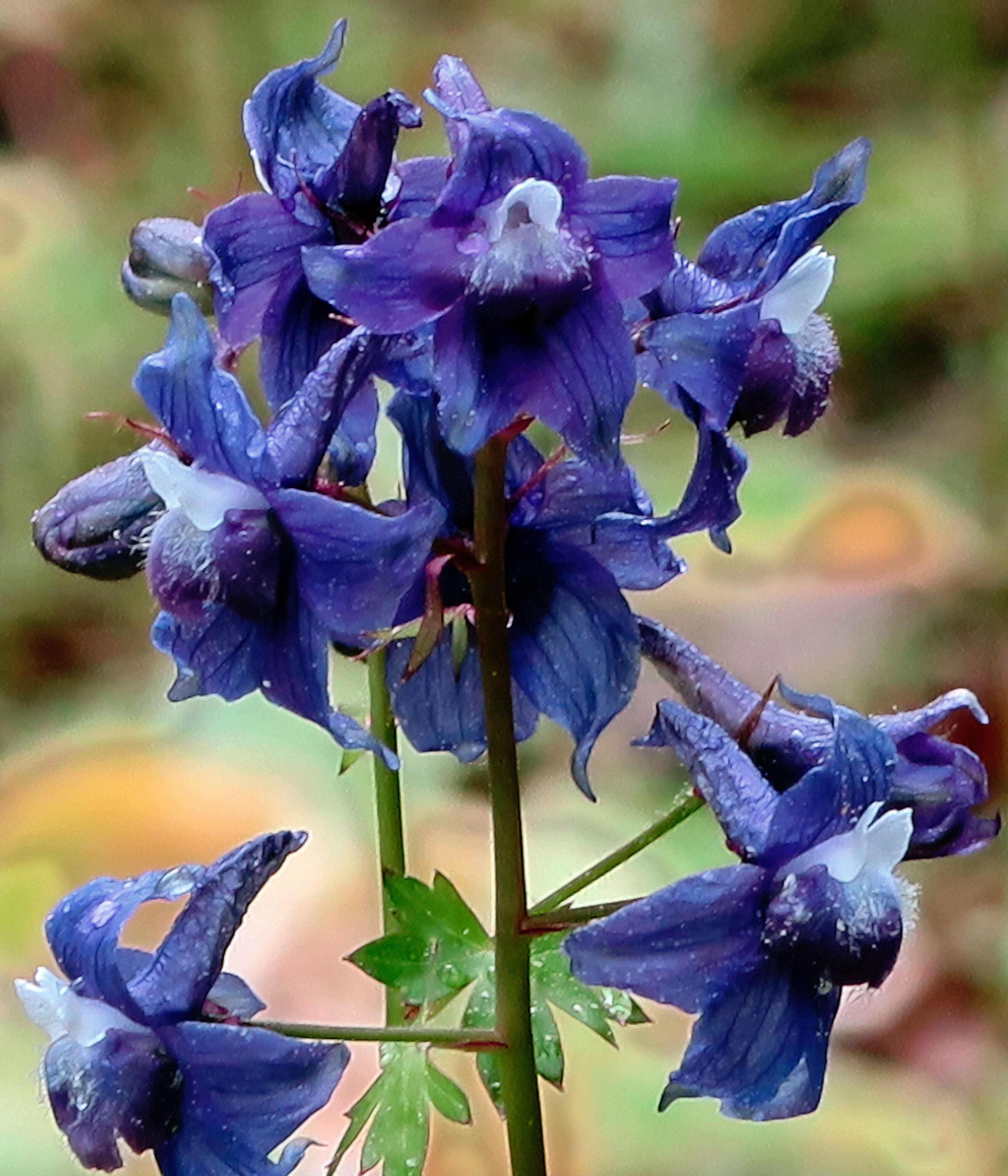 Image of Baker's delphinium