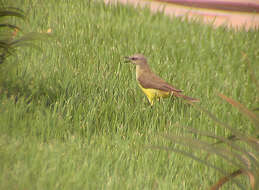 Image of Machetornis Gray & GR 1841