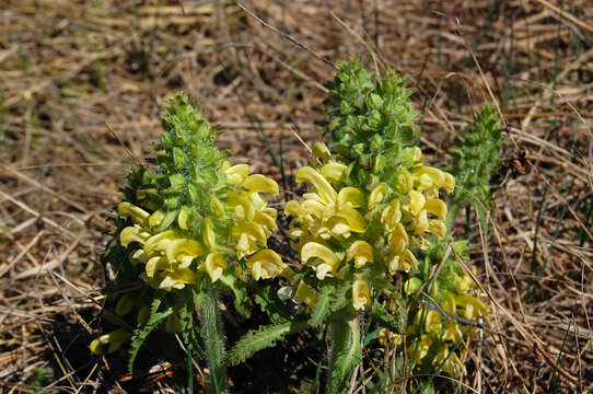 Image of Canada lousewort