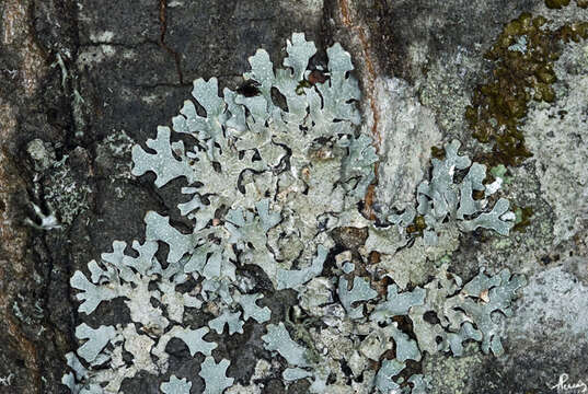 Image of Hammered shield lichen