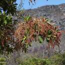 Terminalia glabrescens Mart. resmi