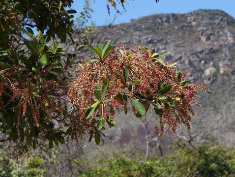 Terminalia glabrescens Mart.的圖片