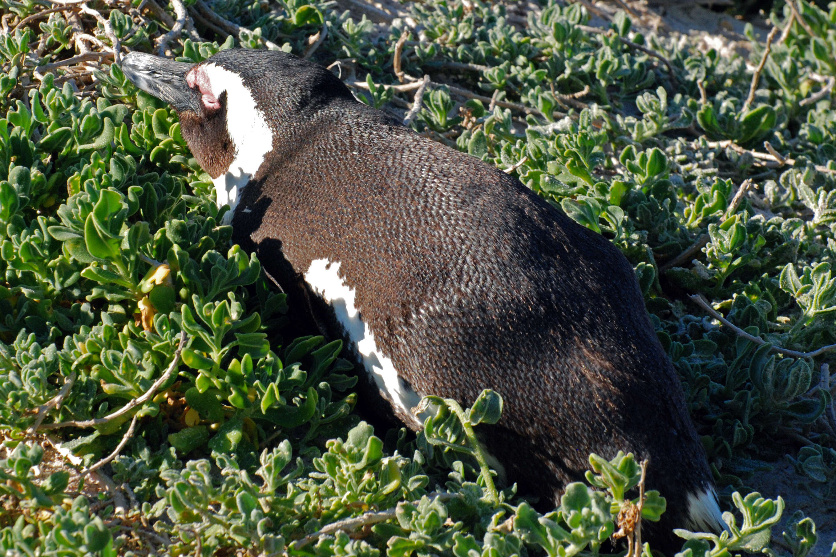 Image of African Penguin