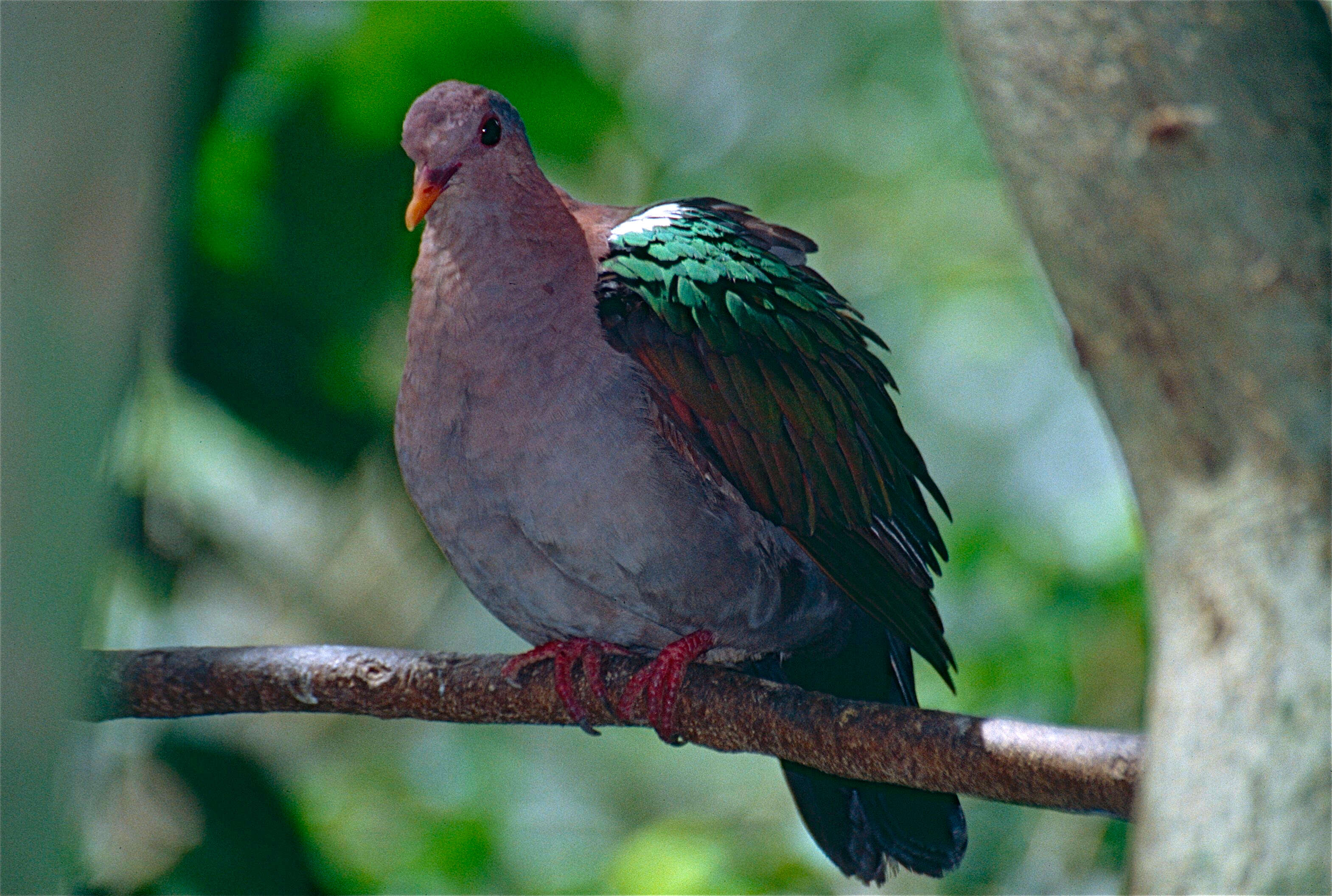 Image of Common Emerald Dove