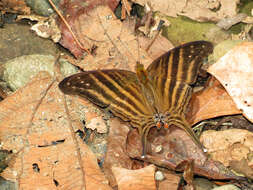 Image of Many-banded Daggerwing