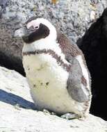 Image of African Penguin