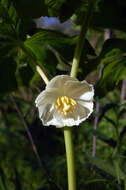 Image of mayapple