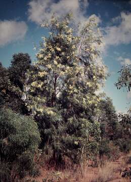 Image of Grevillea parallela Knight