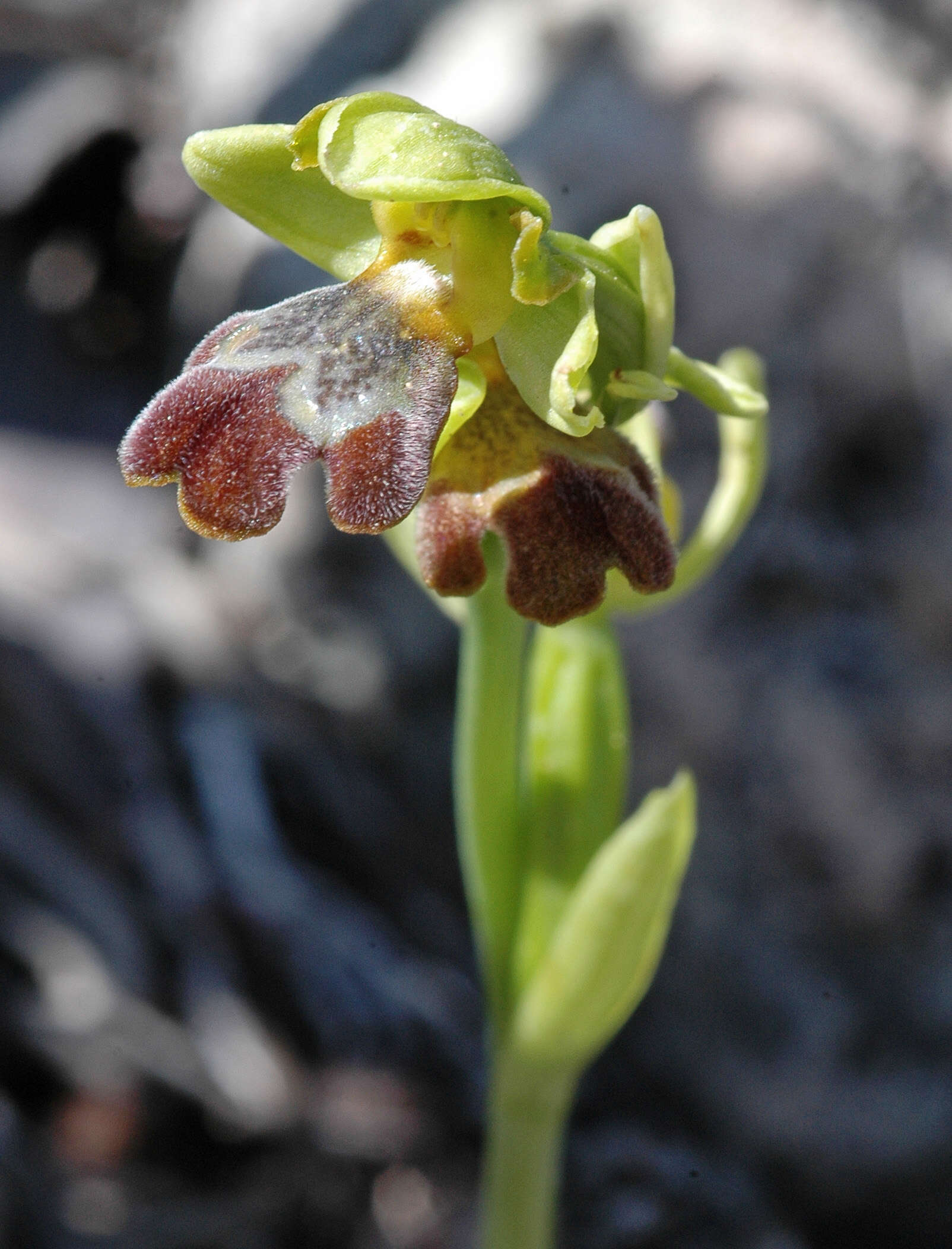 Image of Ophrys fusca subsp. cinereophila (Paulus & Gack) Faurh.
