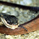 Image of Black-headed Cat Snake