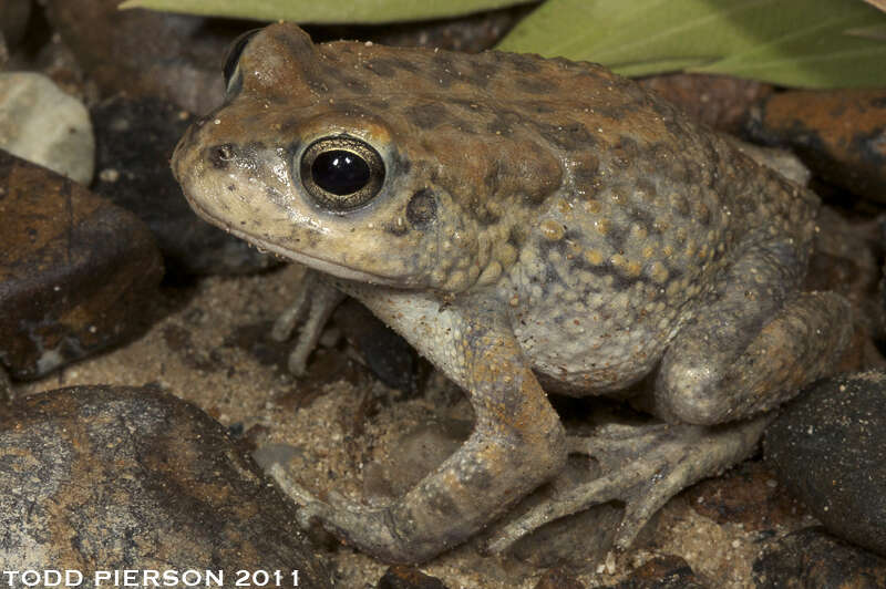 Image de Sclerophrys Tschudi 1838