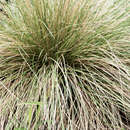 Image of pine muhly