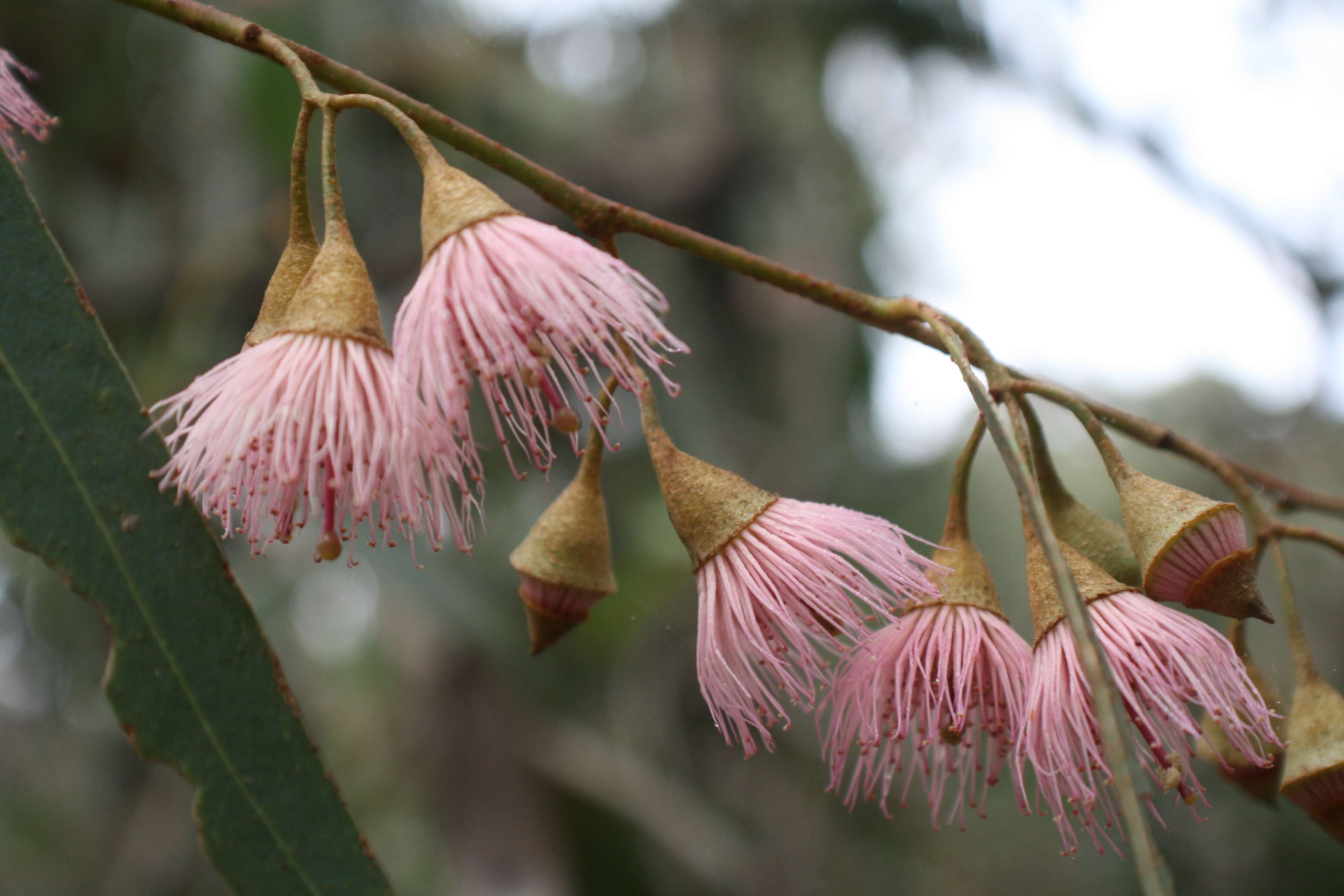 Image de Eucalyptus leucoxylon subsp. leucoxylon