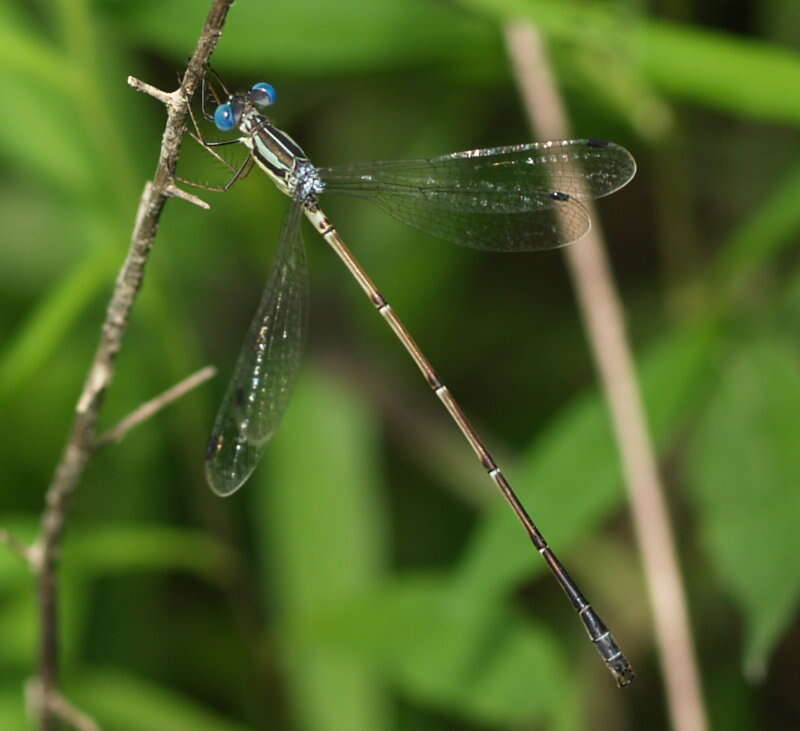 Image of Slender Spreadwing