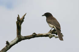 Image of Cyanocorax morio