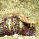 Image of Alexanders sea urchin