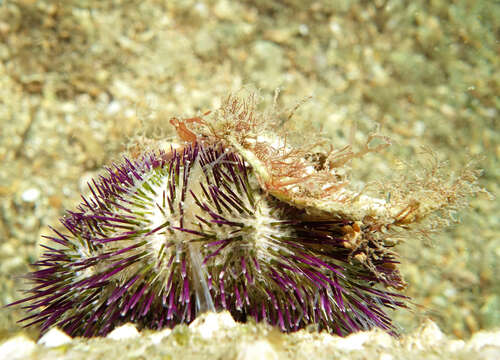 Image of Alexanders sea urchin