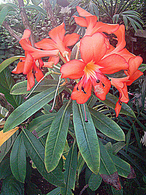 Image of Rhododendron brookeanum Low ex Lindl.