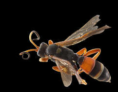 Image de Ichneumon