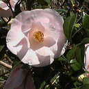 صورة Camelia