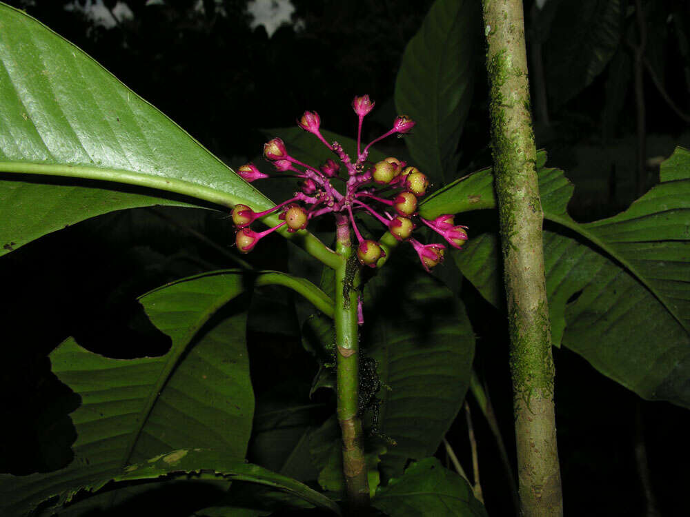 Image of Ardisia opegrapha Oerst.