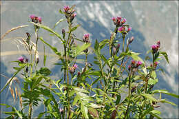 Plancia ëd Serratula tinctoria var. alpina Godr.