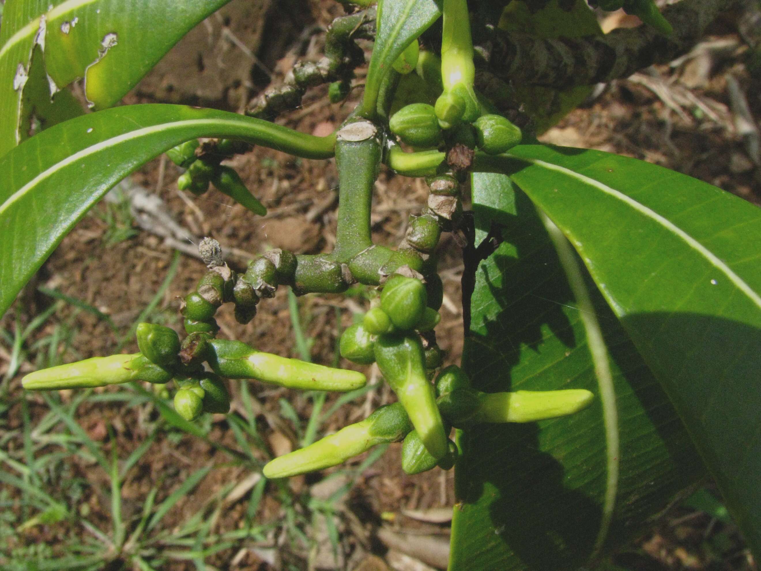 Image de Ochrosia kauaiensis H. St. John