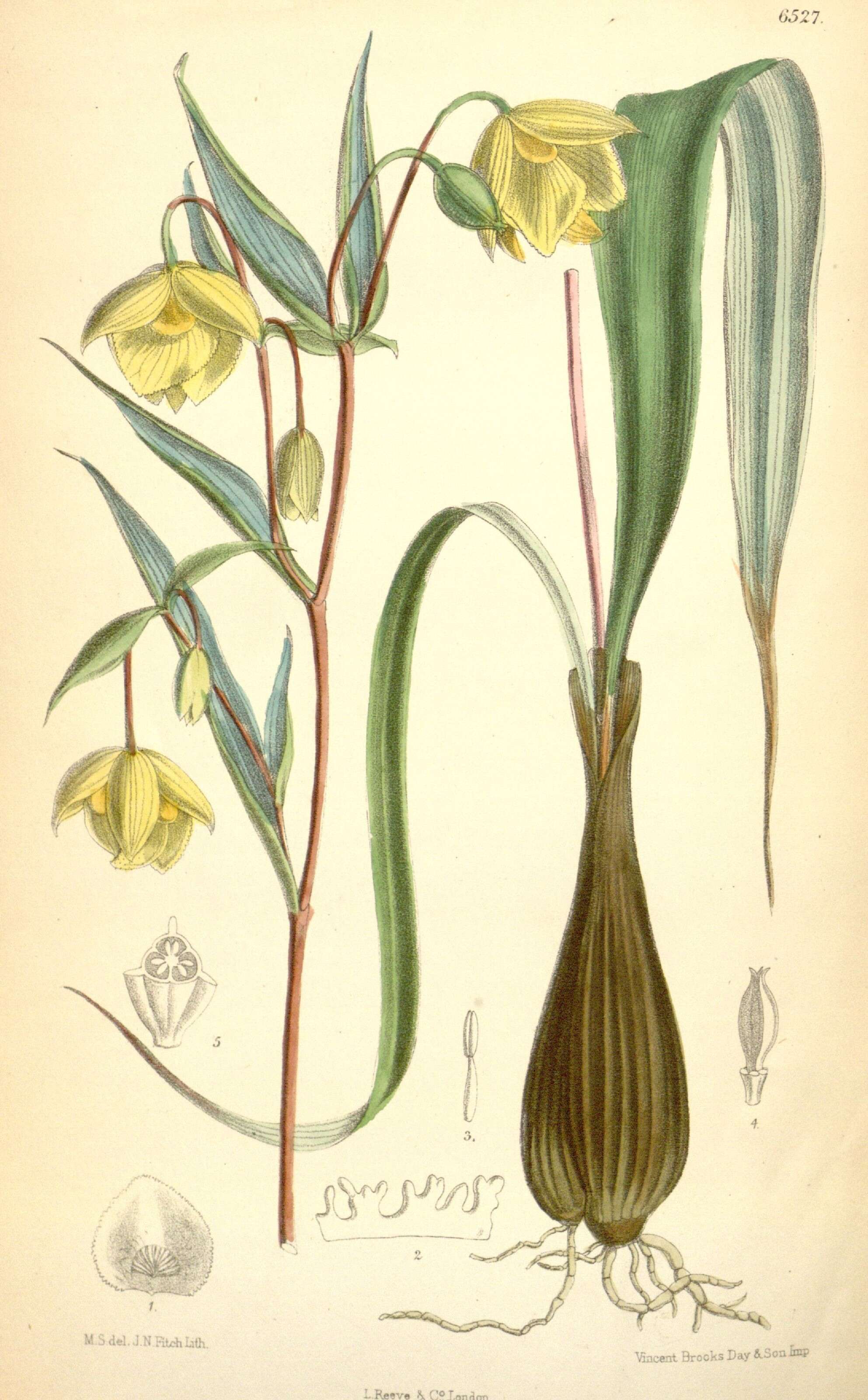 Слика од Calochortus