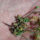 Image of globefruit draba