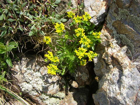 Image of golden draba