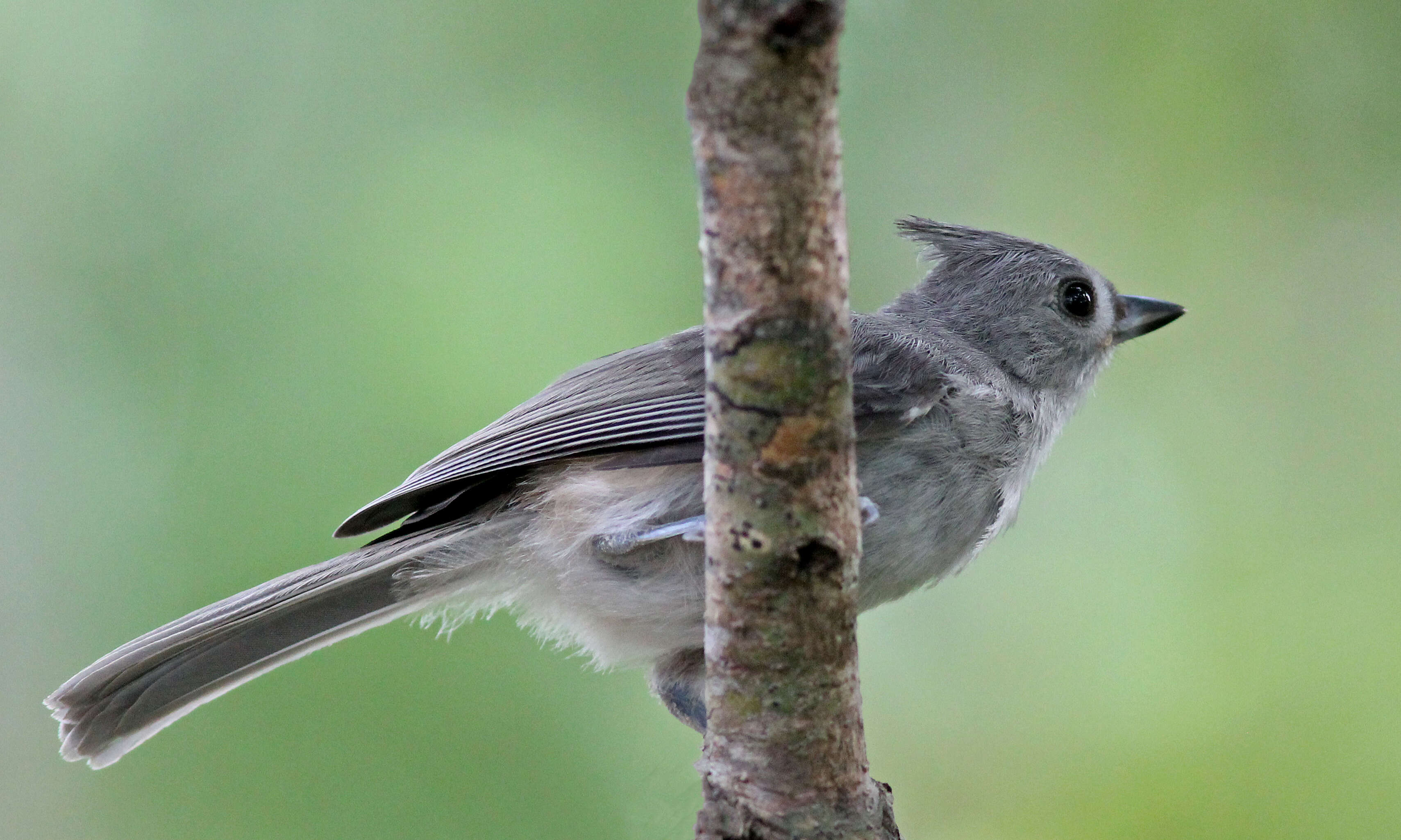 Image of American Titmice