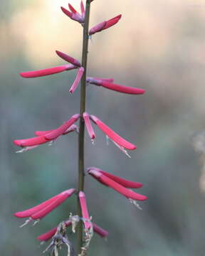 Plancia ëd Erythrina herbacea L.