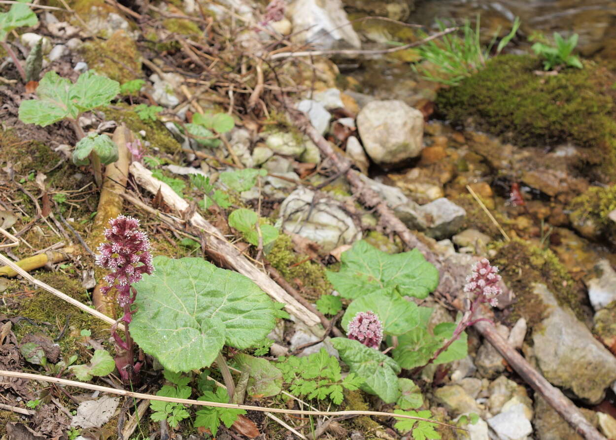 Image of pestilence wort