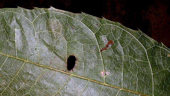 Image of Sorocea longipedicellata A. F. P. Machado, M. D. M. Vianna & Romaniuc