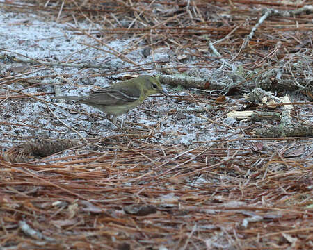 Image of Pine Warbler