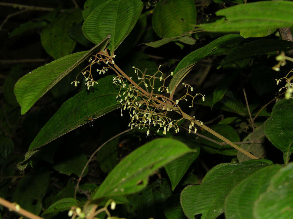 Plancia ëd Miconia aguilarii (Kriebel & Almeda) Gamba & Almeda