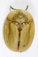 Image of thistle tortoise beetle