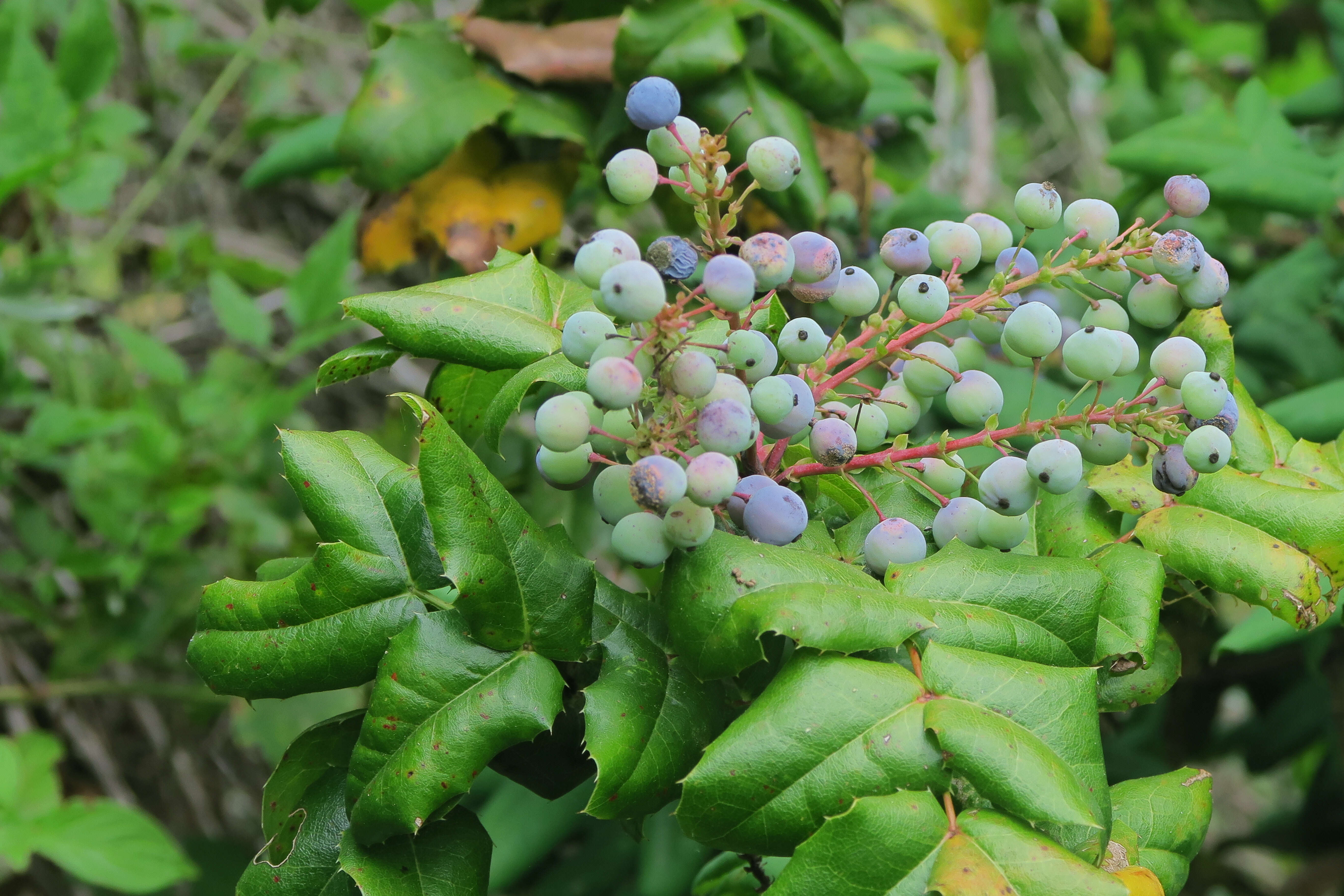 Image of Berberis aquifolium