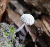 Image of Japanese umbrella inky