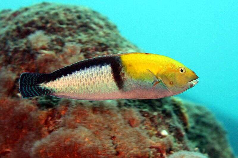 Image of Yellowhead Wrasse