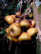 Image of Ficus fistulosa Reinw. ex Bl.