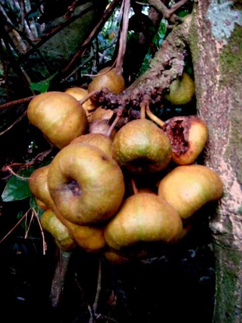 Sivun Ficus fistulosa Reinw. ex Bl. kuva